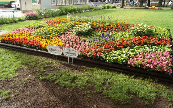 花フェスタ2016札幌より「大通花壇コンクール」