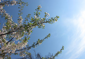 北海道某所で撮影した「桜」の写真2011 1 北海道某所で撮影した「桜」の写真2011 1