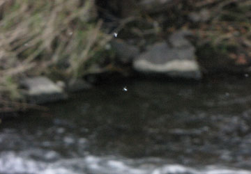 「雪虫」の写真2011 2 「雪虫」の写真2011 2
