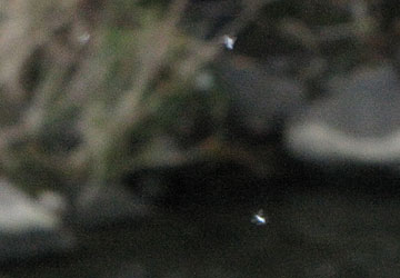 「雪虫」の写真2011 3 「雪虫」の写真2011 3
