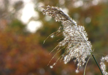 秋の景色2011 11 秋の景色2011 11