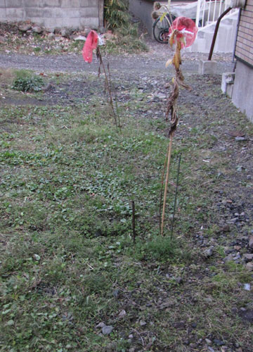 ひまわりの観察日記2011(11月)12 ひまわりの観察日記2011(11月)12