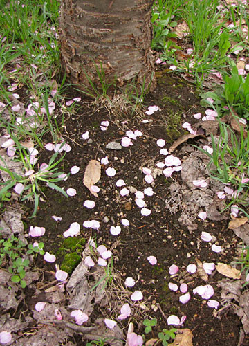 北海道某所で撮影した「桜」の写真2012 24 北海道某所で撮影した「桜」の写真2012 24
