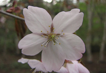 北海道某所で撮影した「桜」の写真2012 24 北海道某所で撮影した「桜」の写真2012 24