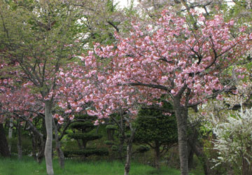 北海道某所で撮影した「桜」の写真2012 26 北海道某所で撮影した「桜」の写真2012 26