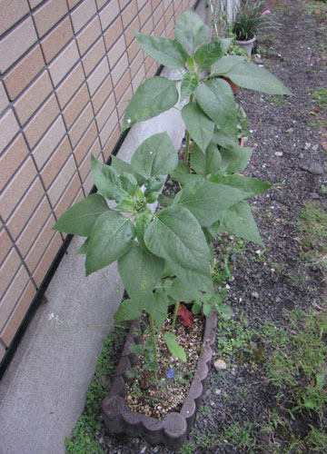 「ヒマワリ(ひまわり・向日葵)」テキトー栽培記 50 「ヒマワリ(ひまわり・向日葵)」テキトー栽培記 50