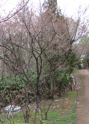 北海道某所で撮影した「桜」の写真（ただし蕾）3