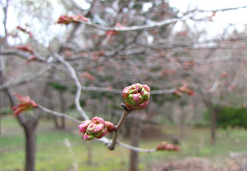 北海道某所で撮影した「桜」の写真（ただし蕾）8