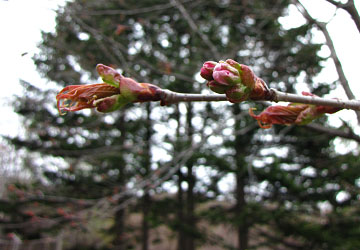 北海道某所で撮影した「桜」の写真（ただし蕾）10