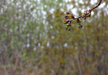 北海道某所で撮影した「桜」の写真（ただし蕾）12