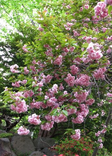 北海道某所で撮影した「桜」の写真 2