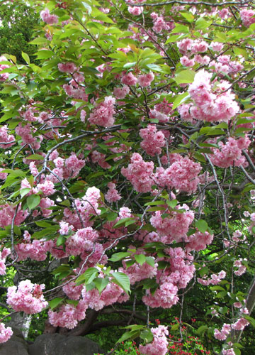 北海道某所で撮影した「桜」の写真 3
