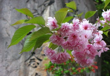 北海道某所で撮影した「桜」の写真 7