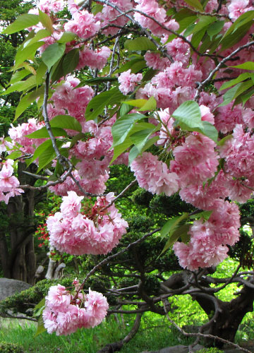 北海道某所で撮影した「桜」の写真 8