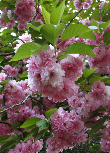 北海道某所で撮影した「桜」の写真 9