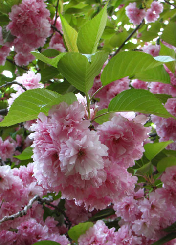 北海道某所で撮影した「桜」の写真 10