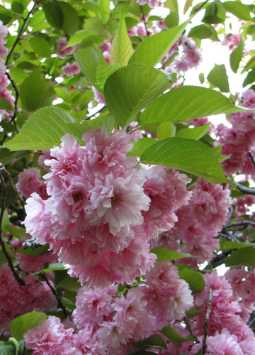 北海道某所で撮影した「桜」の写真 11