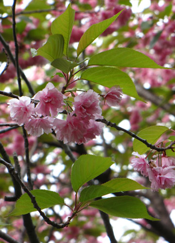 北海道某所で撮影した「桜」の写真 15