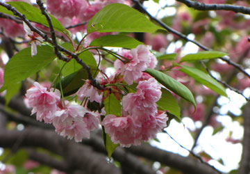 北海道某所で撮影した「桜」の写真 16