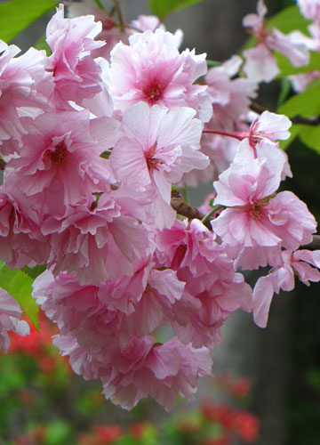 北海道某所で撮影した「桜」の写真 18