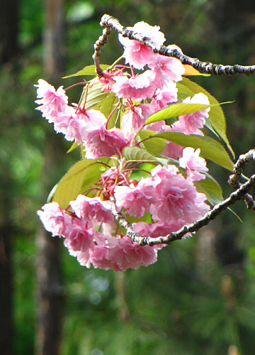 北海道某所で撮影した「桜」の写真 19