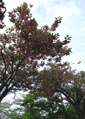 北海道某所で撮影した「桜」の写真 20