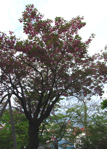 北海道某所で撮影した「桜」の写真 21