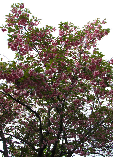 北海道某所で撮影した「桜」の写真 22