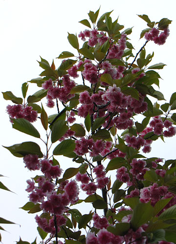 北海道某所で撮影した「桜」の写真 24