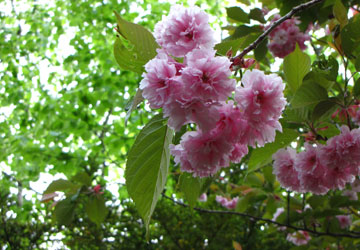 北海道某所で撮影した「桜」の写真 26