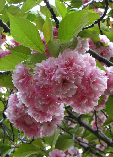 北海道某所で撮影した「桜」の写真 28