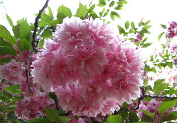 北海道某所で撮影した「桜」の写真 29