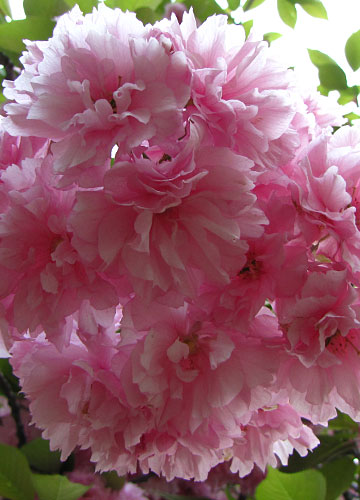 北海道某所で撮影した「桜」の写真 30