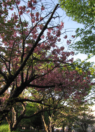 北海道某所で撮影した「桜」の写真 1