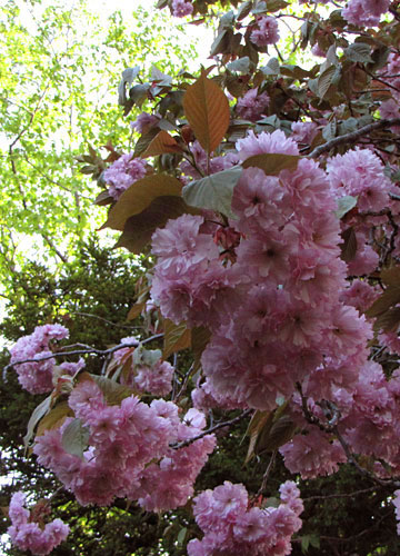 北海道某所で撮影した「桜」の写真 3