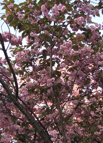 北海道某所で撮影した「桜」の写真 4