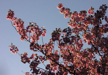 北海道某所で撮影した「桜」の写真 5