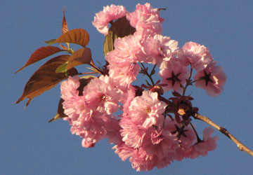 北海道某所で撮影した「桜」の写真 6