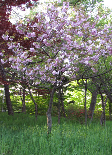 北海道某所で撮影した「桜」の写真 8