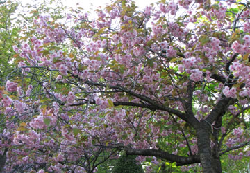 北海道某所で撮影した「桜」の写真 10
