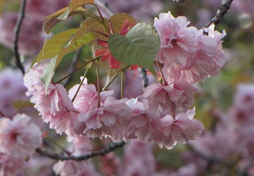 北海道某所で撮影した「桜」の写真 12