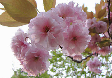 北海道某所で撮影した「桜」の写真 13