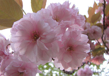 北海道某所で撮影した「桜」の写真 14