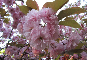 北海道某所で撮影した「桜」の写真 15