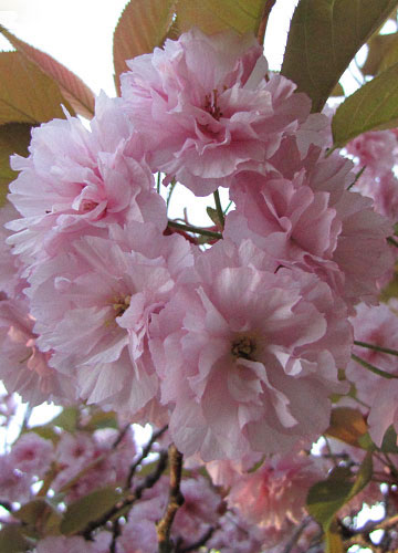 北海道某所で撮影した「桜」の写真 17