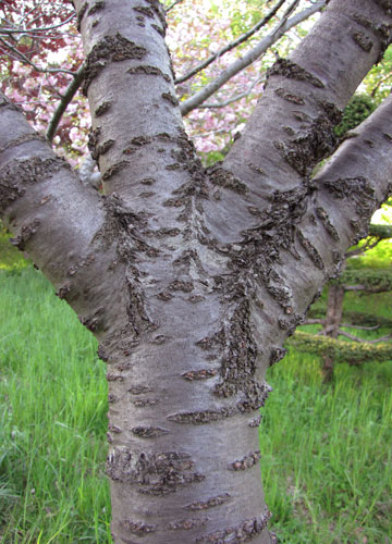 北海道某所で撮影した「桜」の写真 19
