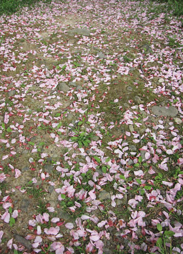 北海道某所で撮影した「桜」の写真 22