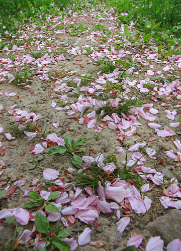 北海道某所で撮影した「桜」の写真 23