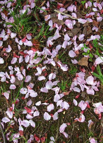 北海道某所で撮影した「桜」の写真 24