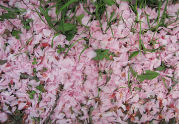 北海道某所で撮影した「桜」の写真 27